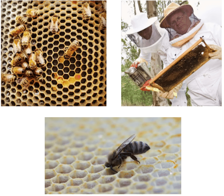 beehives as sentinels.png